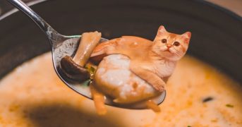 "Cats in food" - новый фотохайп в сети