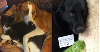 Фото подборка собак, которые провинились и поняли это