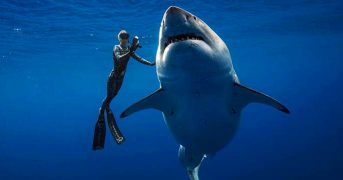 Дайвер смог заснять самую большую белую акулу